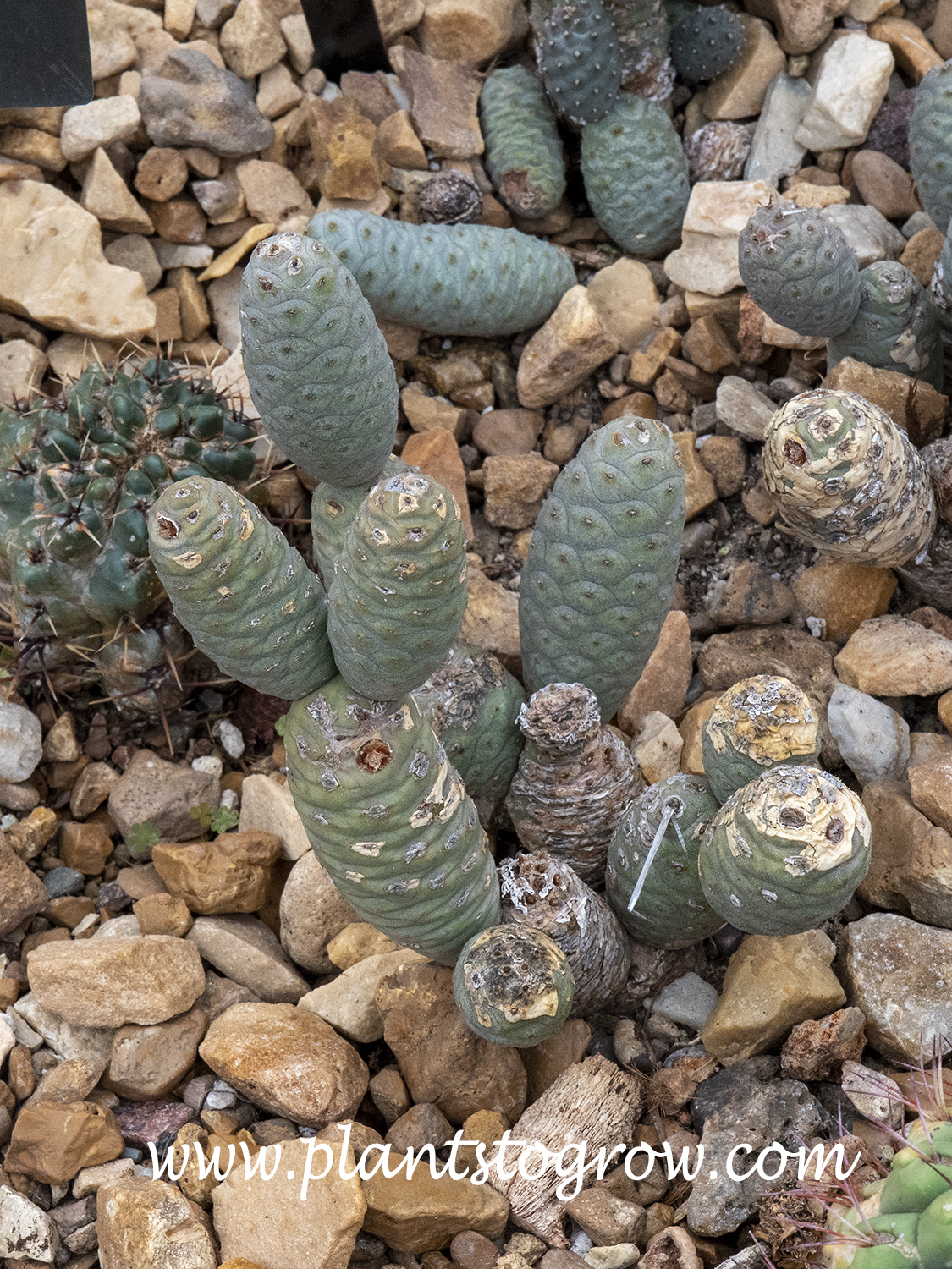 Pine Cone Cactus (Tephrocactus articulatus) 
The oblong sausage like cylindrical stem sections will detach, fall to the ground and root.